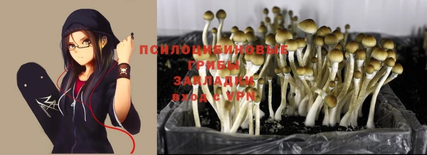 стаф Инта